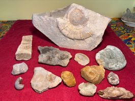 Lot Fossilien / Versteinerungen 13 Stk 23.1kg