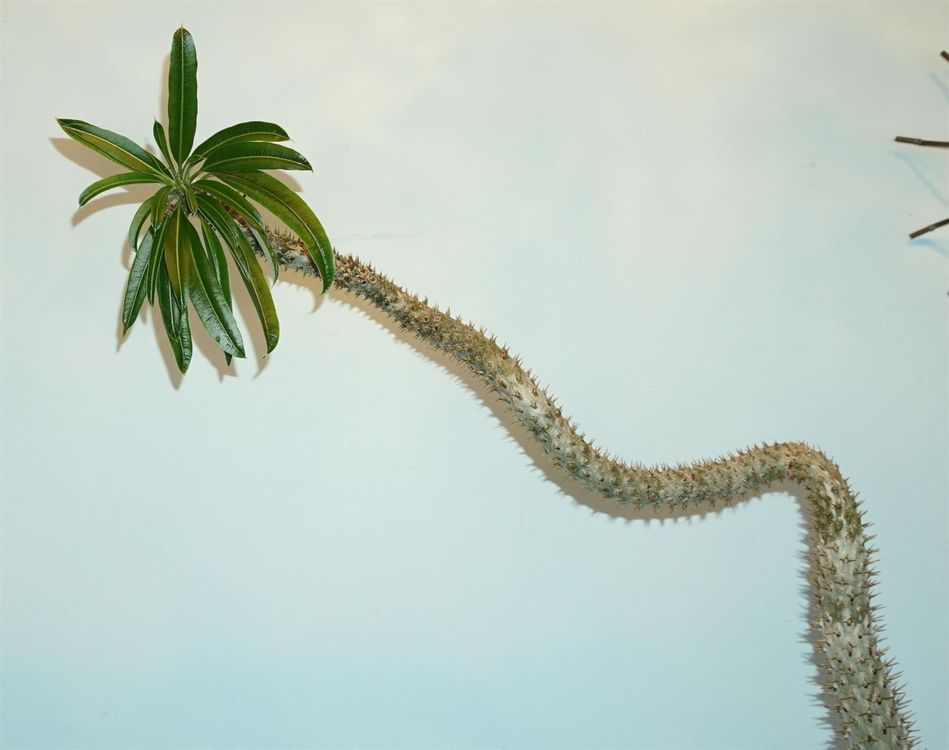 eigenwillige Madagaskar Palme über 2m Kaufen auf Ricardo