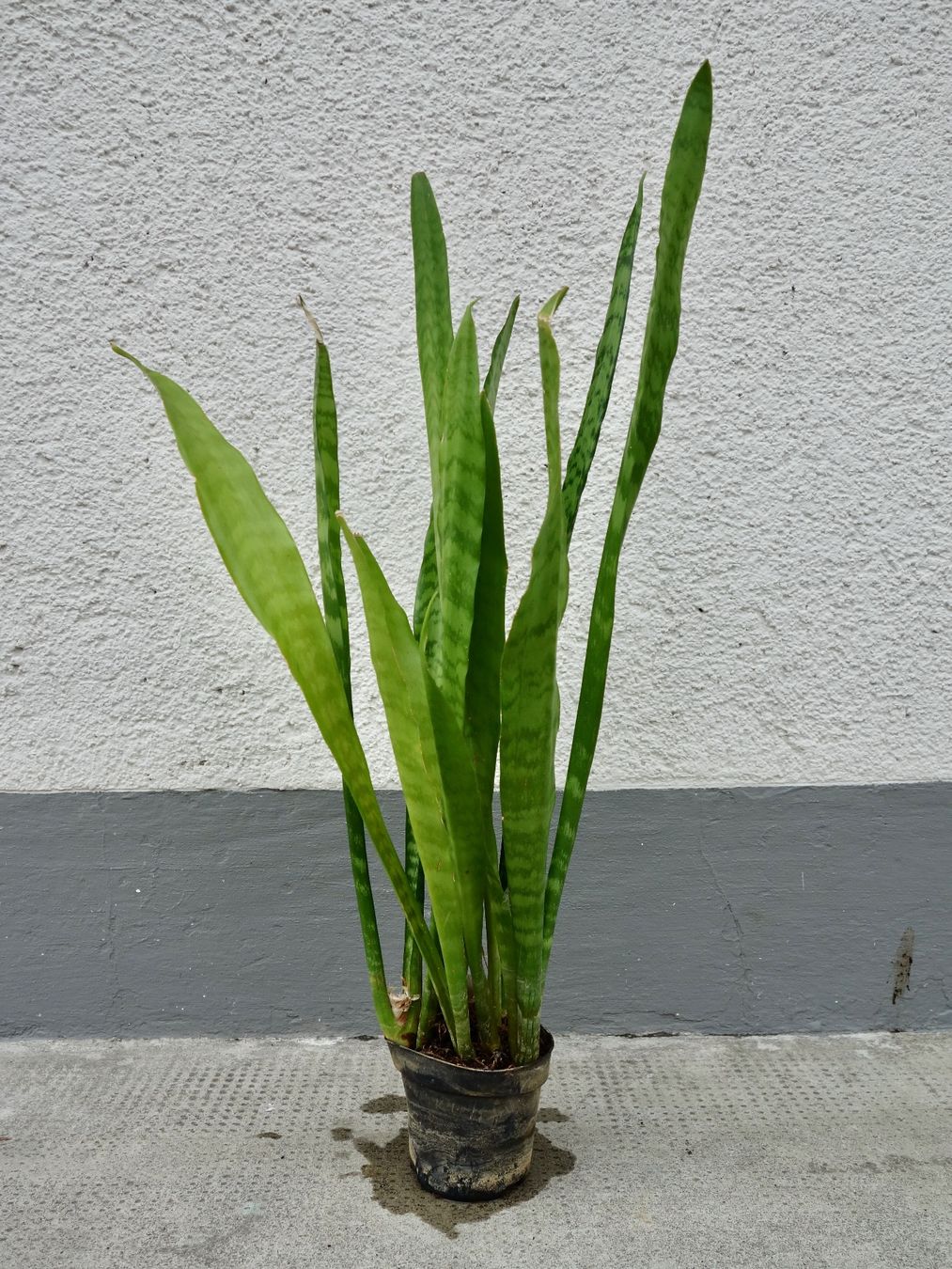 Piante & sementi: Bogenhanf Sansevieria Trifasciata – Nuovo (secondo la descrizione) da Kerzers venduto da zimmergruener 1