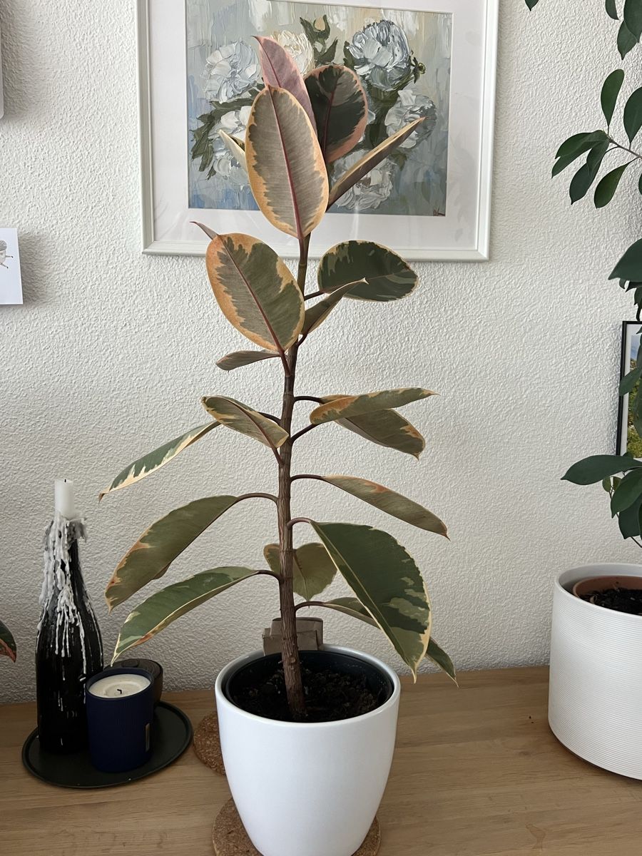 Piante & sementi: Wunderschöner Gummibaum "Tineke" – Usato da Zürich venduto da ann_k96y