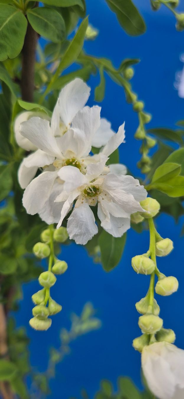 Piante & sementi: PRUNKSPIERE – Usato da Jona venduto da Sleon02 2
