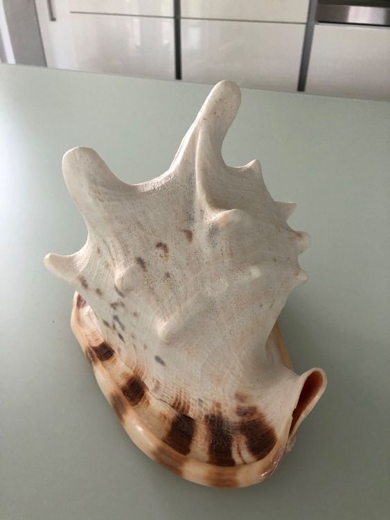 TOYANDONA Große Grüne Meeresschnecken - Natürliche Muscheldekoration Für Aquarium & Deko