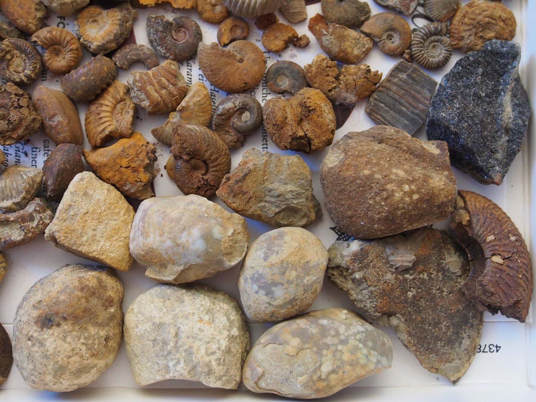 Fossili: lot de petits fossiles +de 500 g – Usato da Ovronnaz venduto da Etagne68 5