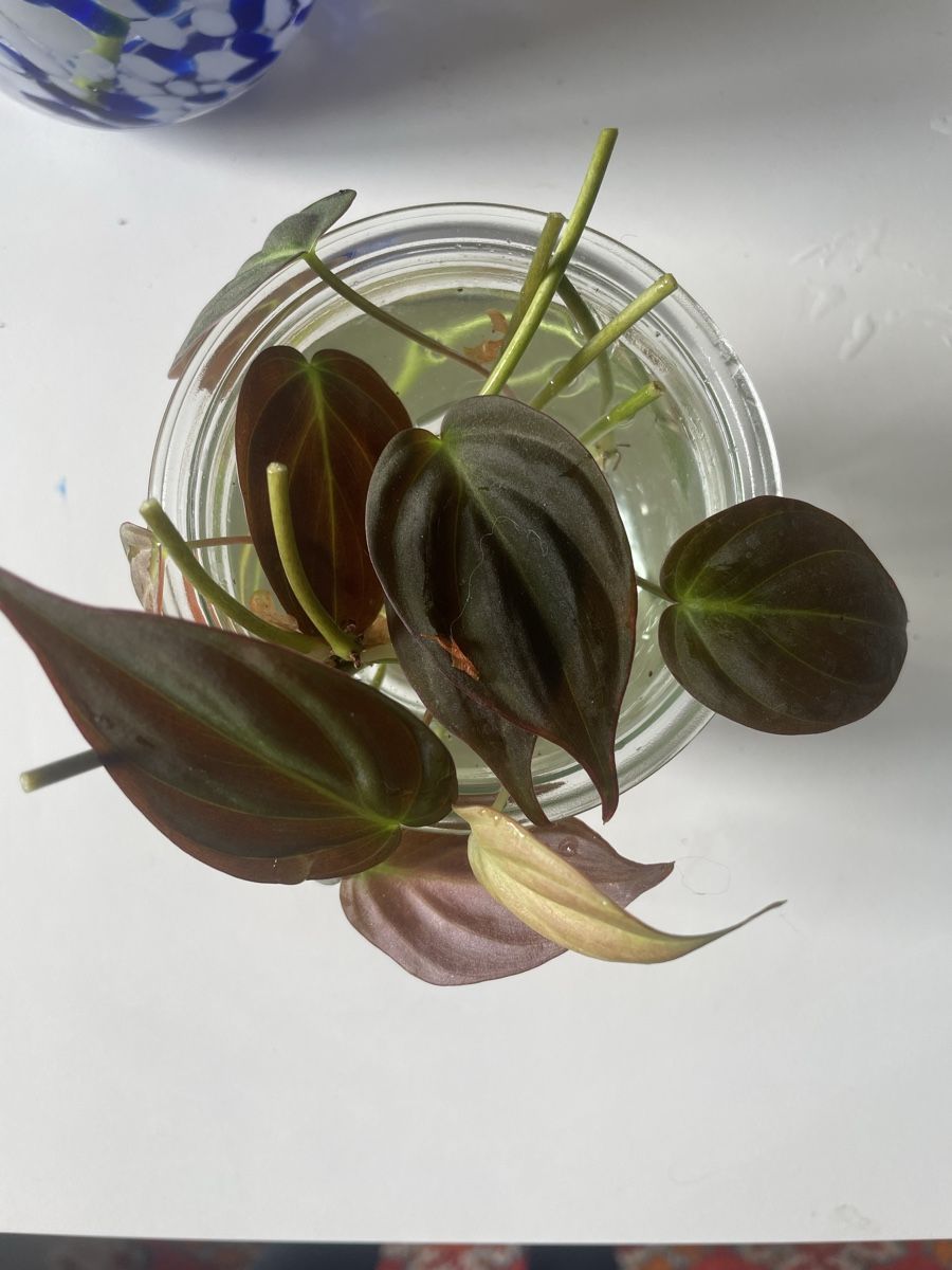 philodendron white spots Philodendron 'White Wizard' – Carnivero main image 0