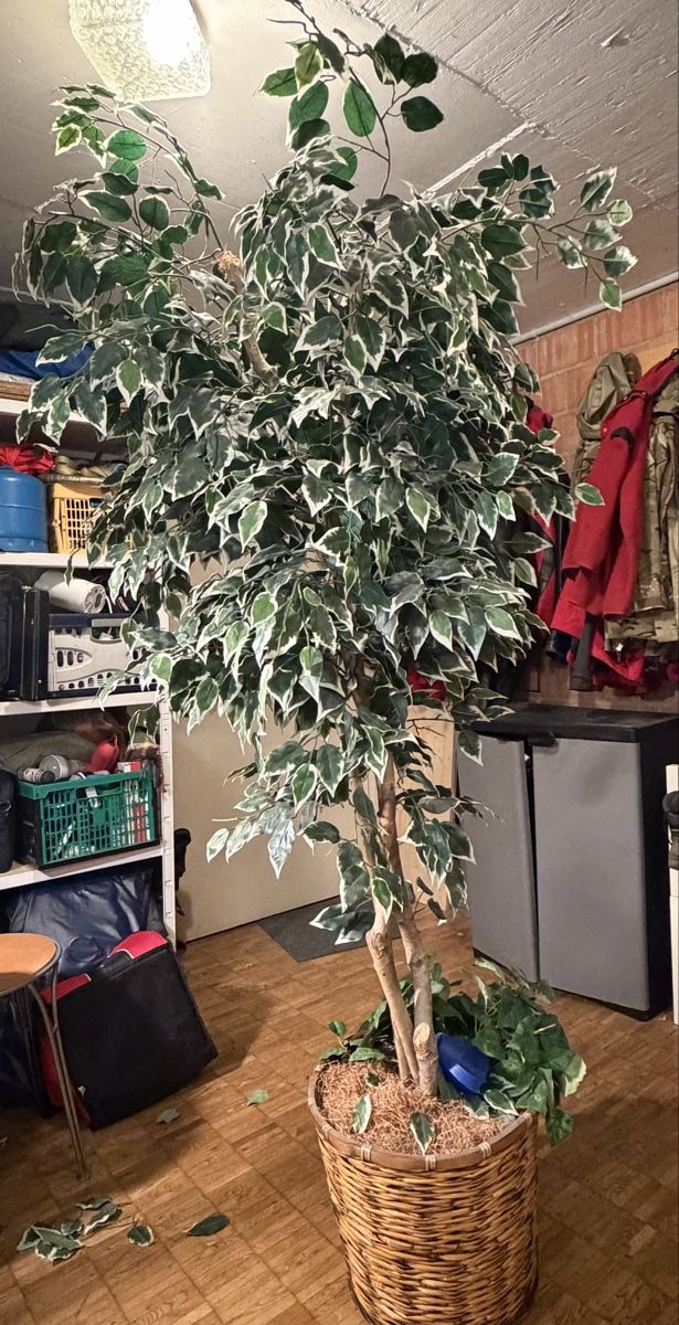 Plantes & graines: Kunstplanze – D'occasion à Pfeffingen par Growlabear