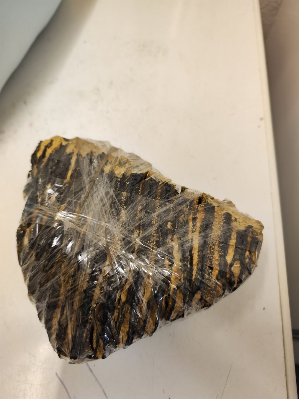 Fossili: Mammut Zahn – Usato da Zürich venduto da turbopuz 2