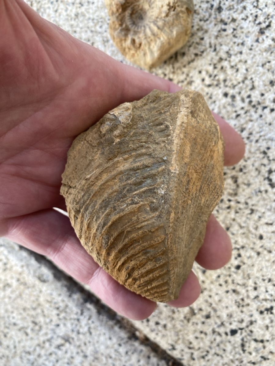 Fossili: Fossilien - Ammonit – Usato da Liestal venduto da Stephanoceras1 3