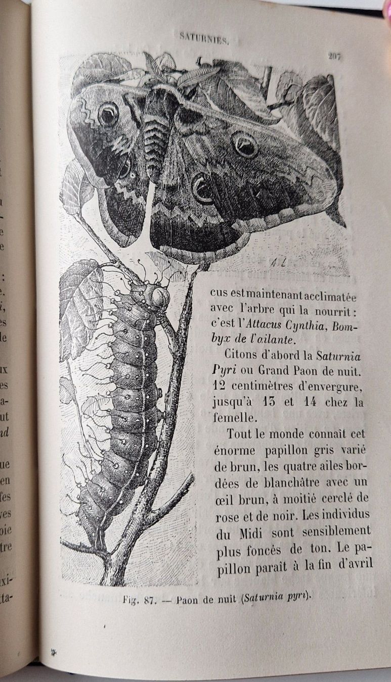 Libri: 1888 - Les papillons - livre – Usato da Fortunau (Ayent) venduto da le.baron 4