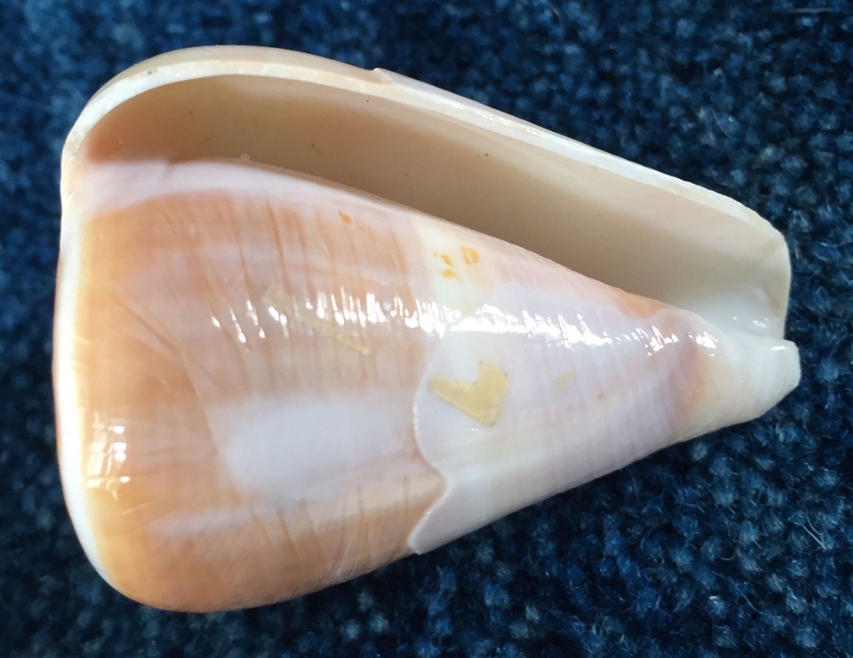 Alle Dekorationen: 8 Muscheln alles wie abgebildet – Gebraucht aus Gerlikon von jabadabadu 3