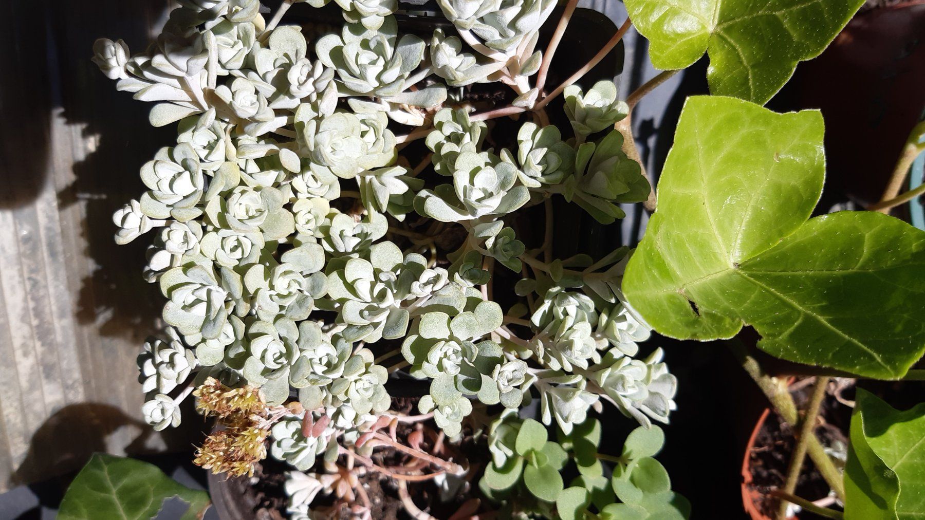 Plantes & graines: mini sedum Bodendecker-1 töpfchen mit 5 Ableger – Neuf (Voir description) à Ibach par chaemilochhobbygarte 5