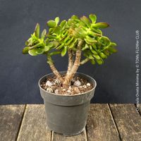 CRASSULA OVATA MINIMA - Kompakter Geldbaum