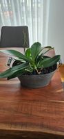 Orchidee Phalaenopsis in Metallschale