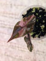 Alocasia Chantrieri Pink Variegata
