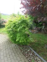 XL🤩Ahorn Pflanze Bild 1+2 Aktuell  Baum Strauch Sichtschutz