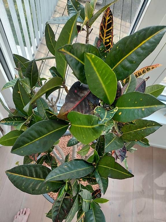 Piante & sementi: Tropische Codiaeum Croton Pflanze – Usato da Binningen venduto da eli_rcf2 2