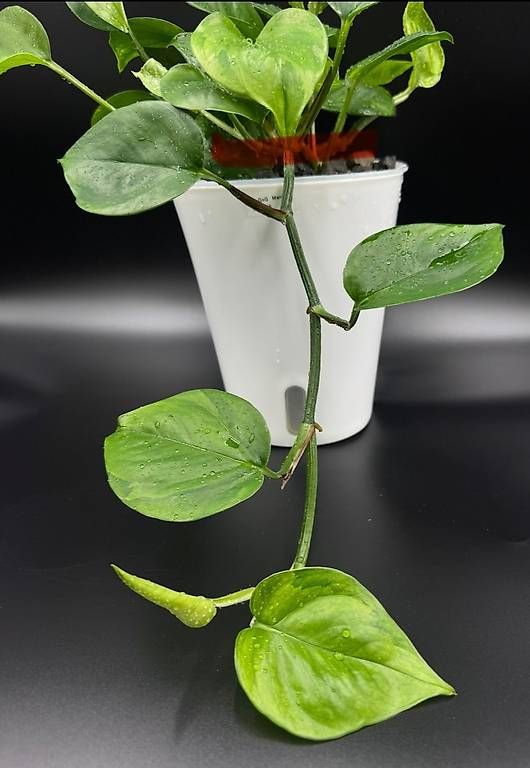 Pflanzen & Samen: Epipremnum aureum 'GoG Manjula' – Neu (gemäss Beschreibung) aus Bühler von googelibear 2
