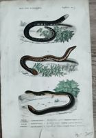 Gravure ancienne reptiles 3 amphibiens