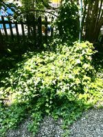 Efeu im Topf, Gartenpflanze, robuste Sorte, guter Zustand