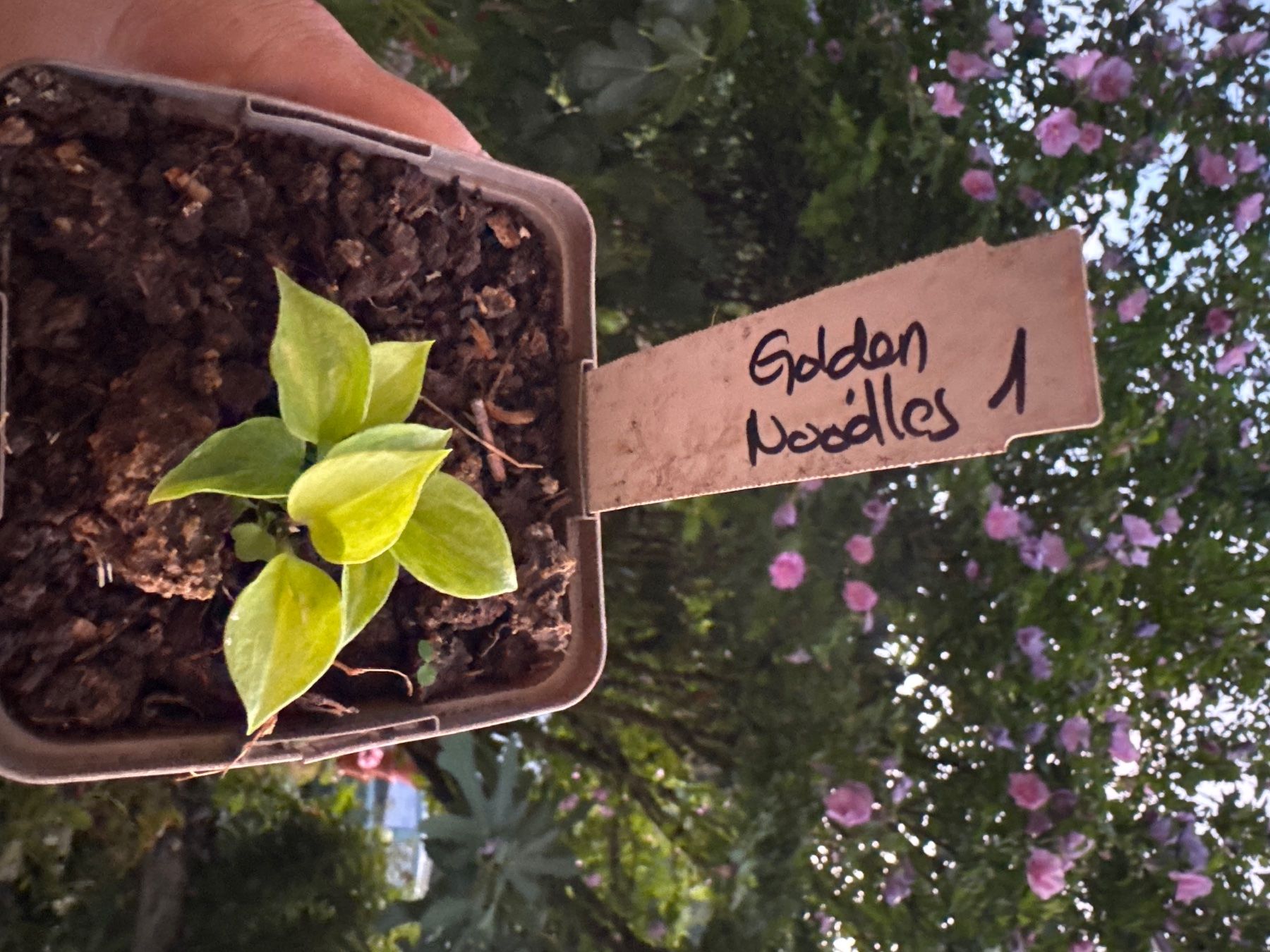 Piante & sementi: Hosta Golden Needles 1 – Usato da Lajoux JU venduto da Briard0 1