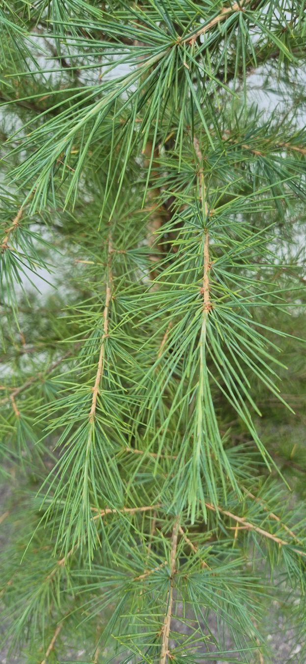Plantes & graines: ZEDER – Neuf (Voir description) à Jona par Sleon02 2