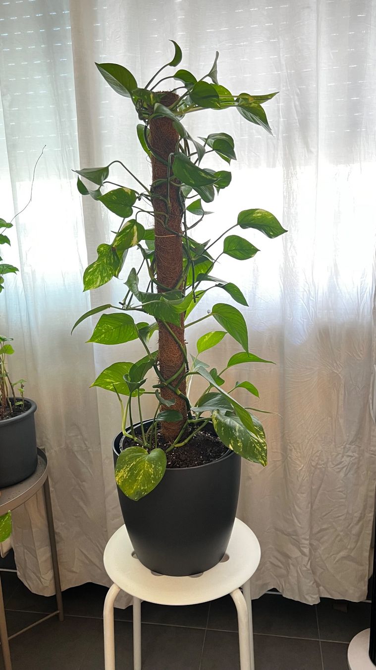 Piante & sementi: Grand pothos mature avec pot décoratif – Usato da Genève venduto da dev_7mx7