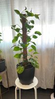 Grand pothos mature avec pot décoratif