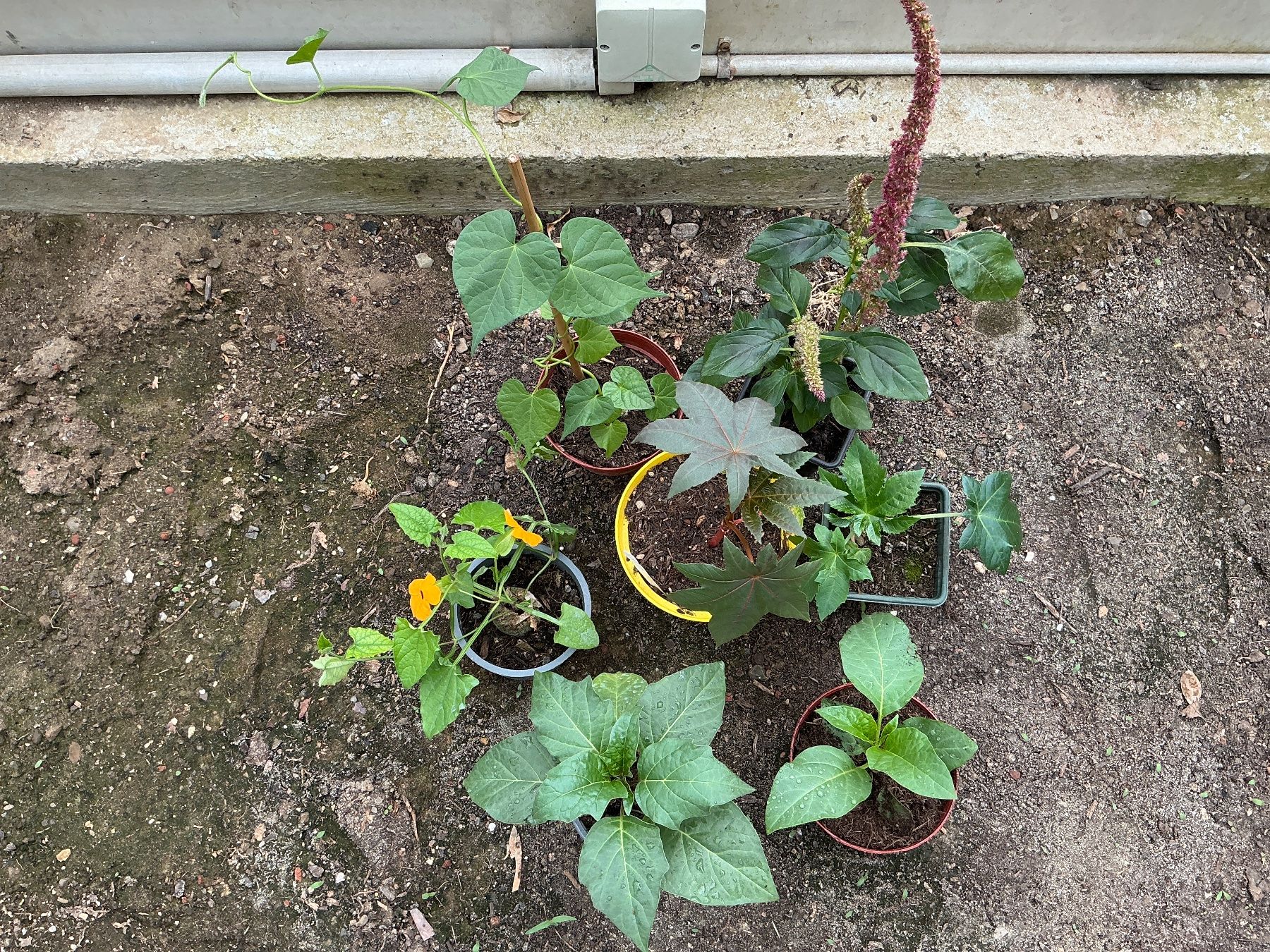 Piante & sementi: Bunte Sommerblumen 8 verschiedene Sorten – Usato da seon venduto da Agnom 1