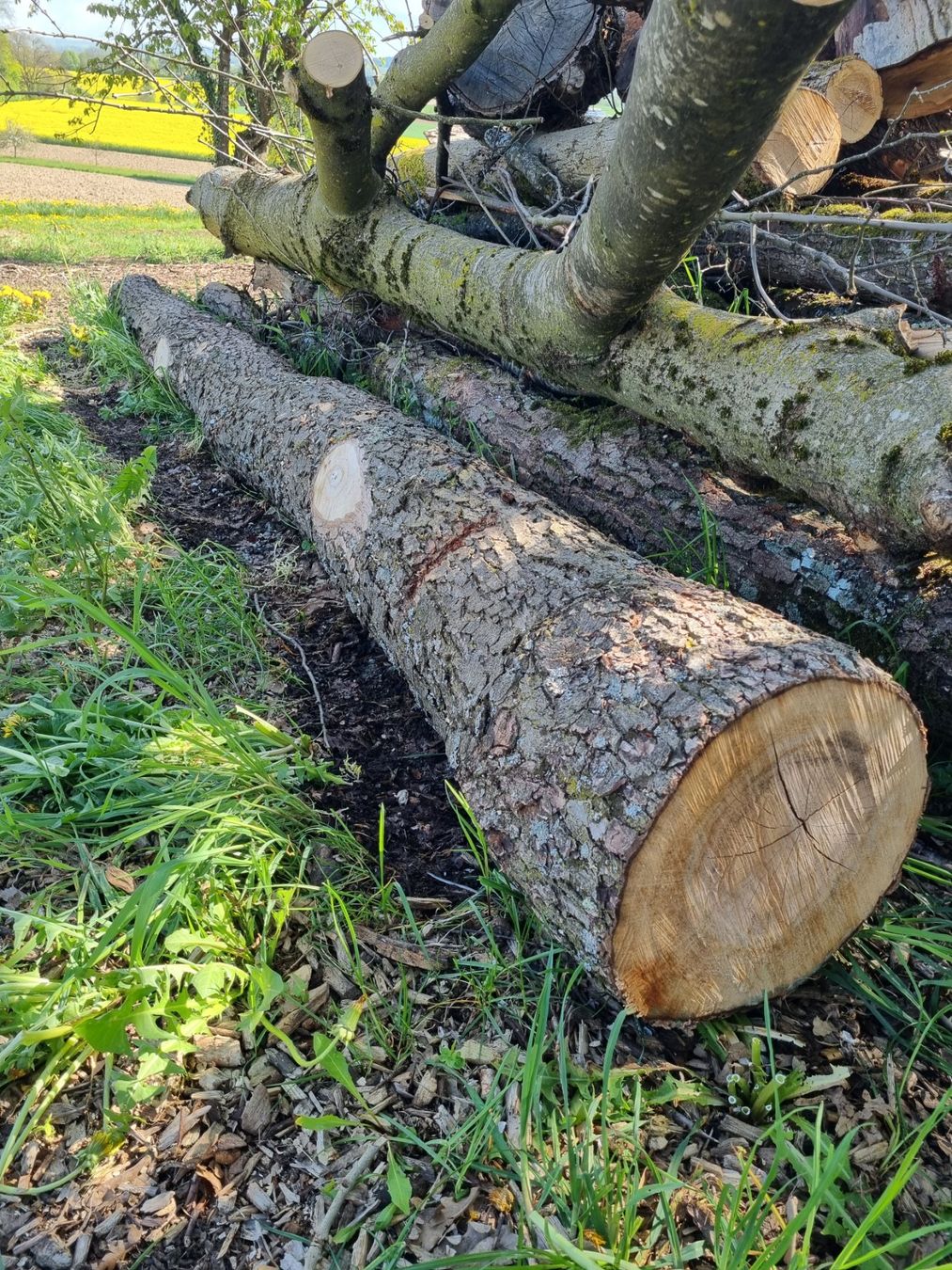 Articles en bois: Erle Baumstamm – D'occasion à Oberglatt ZH par bea1986