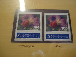 Abart Kiefelerbse, 2011, **, leichte Druckverschiebung