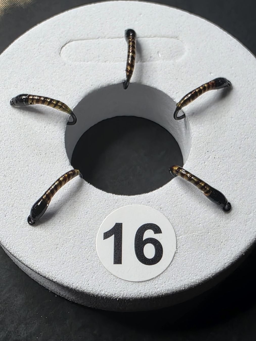 Köder: Hegene mit 5 Blackhaken🔥16# – Neu (gemäss Beschreibung) aus Gisikon von Waterangel89 1
