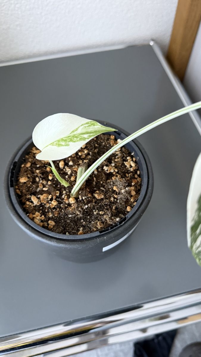 Piante & sementi: Monstera Variegata – Nuovo (secondo la descrizione) da Münchenstein venduto da Schi.77 1