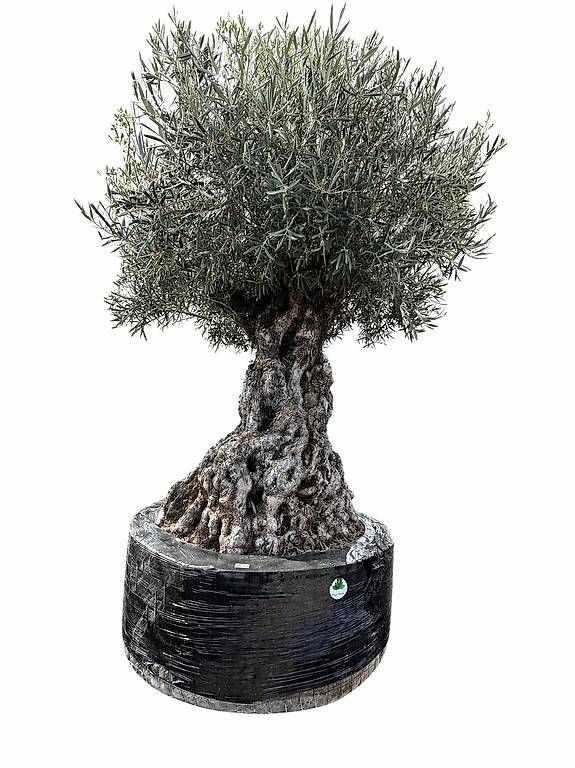 Piante & sementi: Olivenbaum "Olea Europea 18" – Usato da Zuckenriet venduto da Thur_Plant