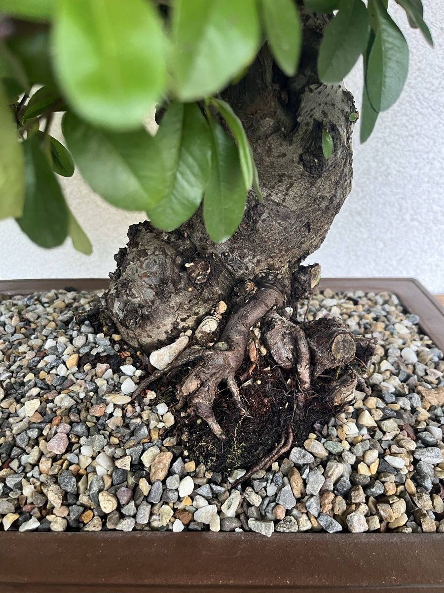 Piante & sementi: Feuerdorn Bonsai 90,0 cm – Nuovo e nell'imballaggio originale da Hettlingen venduto da BonsaiNaturist.com 6