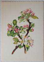 MALUS COMMUNIC – APFELBLÜTEN / FLEURS DE POMMIER