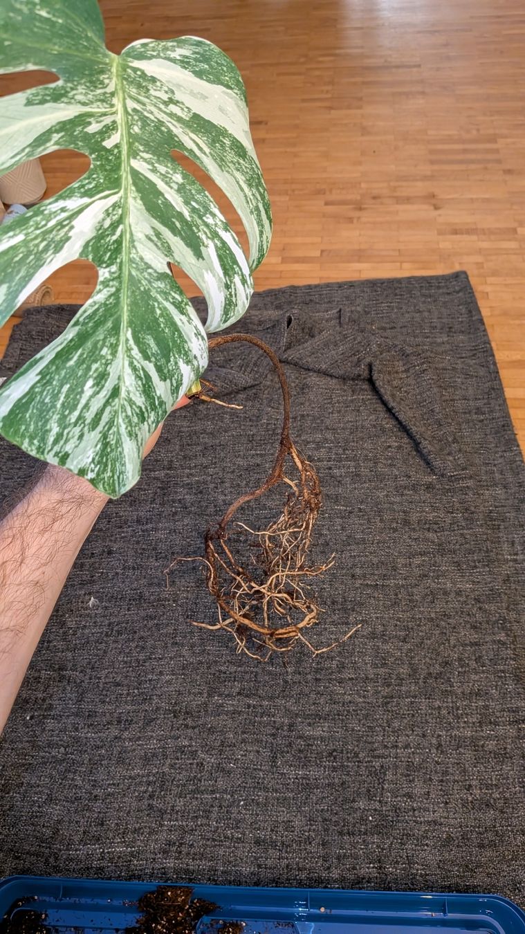 Piante & sementi: Monstera Deliciosa Variegata Steckling – Usato da Altbüron venduto da luc_b7f5 1