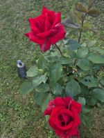 Edelrose Grandhotel Rosenstrauch im Topf