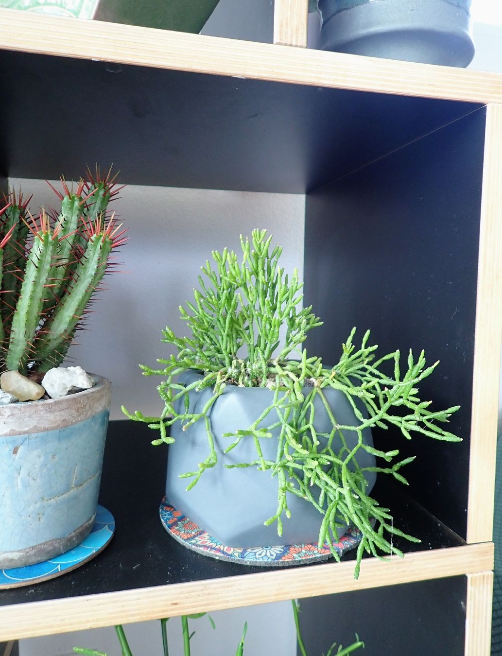 Piante & sementi: Rhipsalis cereuscula – Usato da Comano venduto da che_8lc2 1