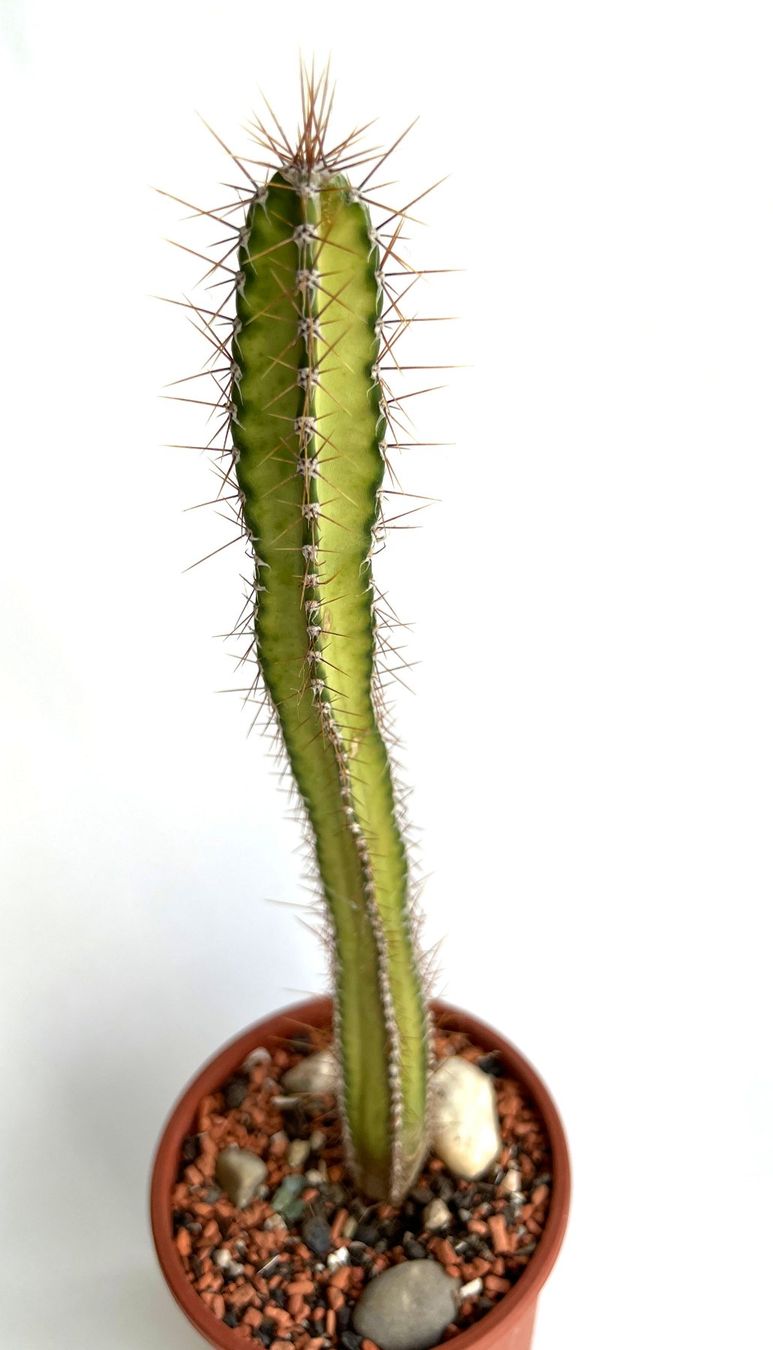 Pflanzen & Samen: Säulenkakteen Cereus***** – Neu (gemäss Beschreibung) aus Dübendorf von Orchid18