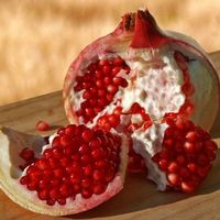 Grenadier à gros fruits 'Fina Tendral' sans pépins 15-20cm