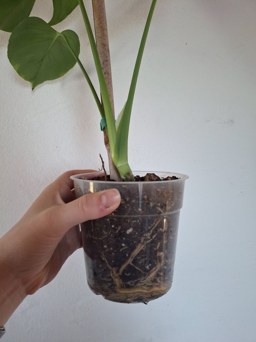 Piante & sementi: Monstera Deliciosa/Fensterblatt – Nuovo (secondo la descrizione) da Wila venduto da mal_e_na 3