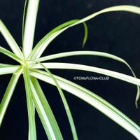Cyperus Alternifolius Albo Variegata - ganz edle Rarität