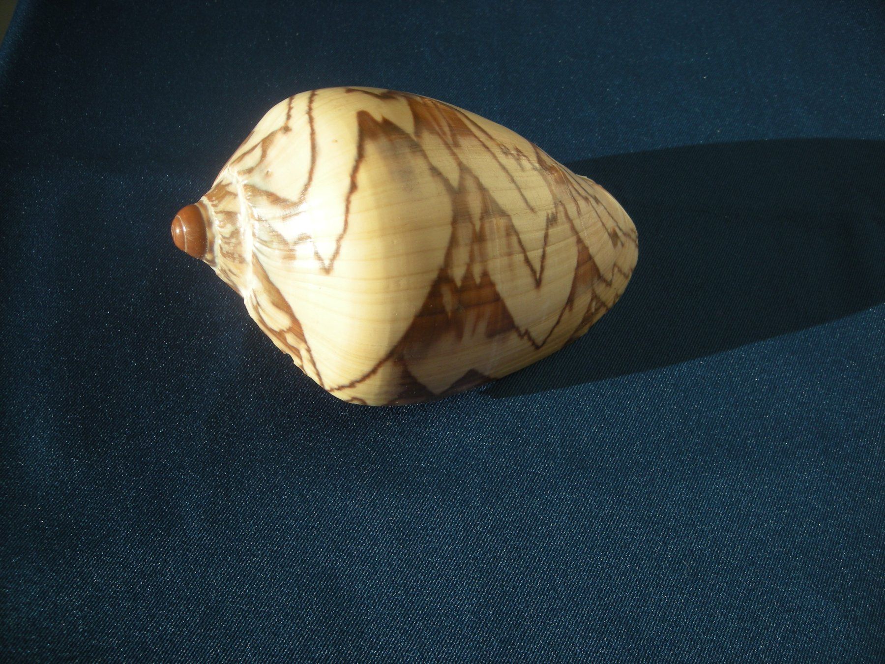 Fossili: Schöne grosse Muschel aus eine Sammlung 12cm – Usato da Spreitenbach venduto da mako6900 3
