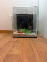 Komplettes Aquarium, ideal für Einsteiger, neuwertig!