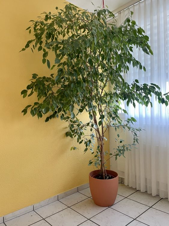 Grosse Ficus Birkenfeige (Gebraucht) in Oftringen fr CHF 70  nur Abholung  auf Ricardo kaufen