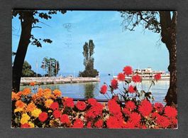 AK Insel Mainau im Bodensee Dahlien Blick zum Hafen
