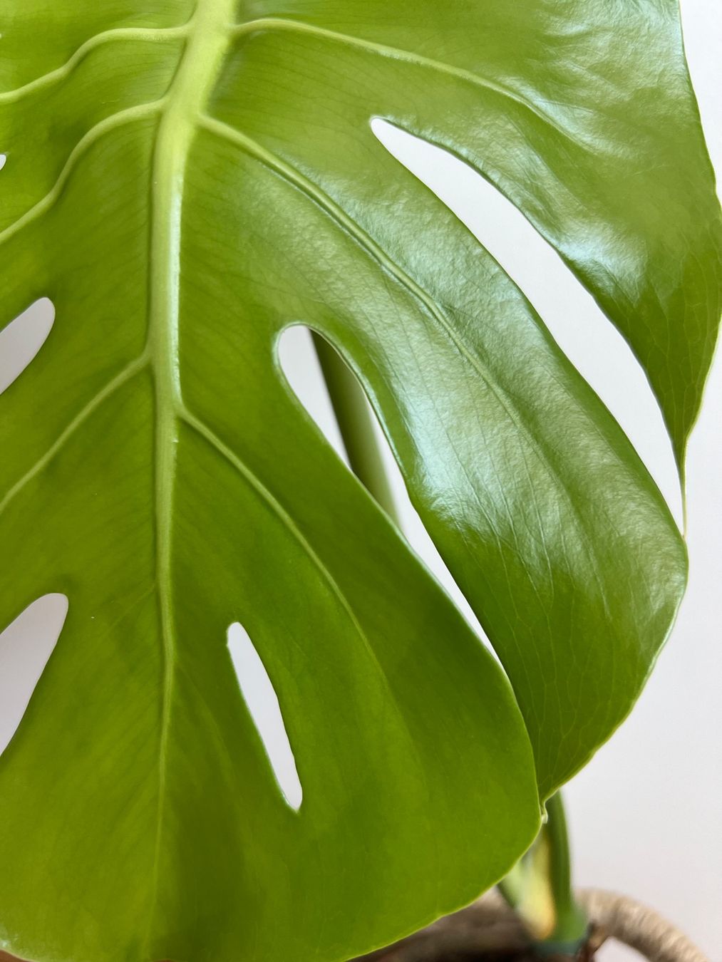 Pflanzen & Samen: Monstera Deliciosa – Gebraucht aus Glattpark(Opfikon) von ste_n99y 3