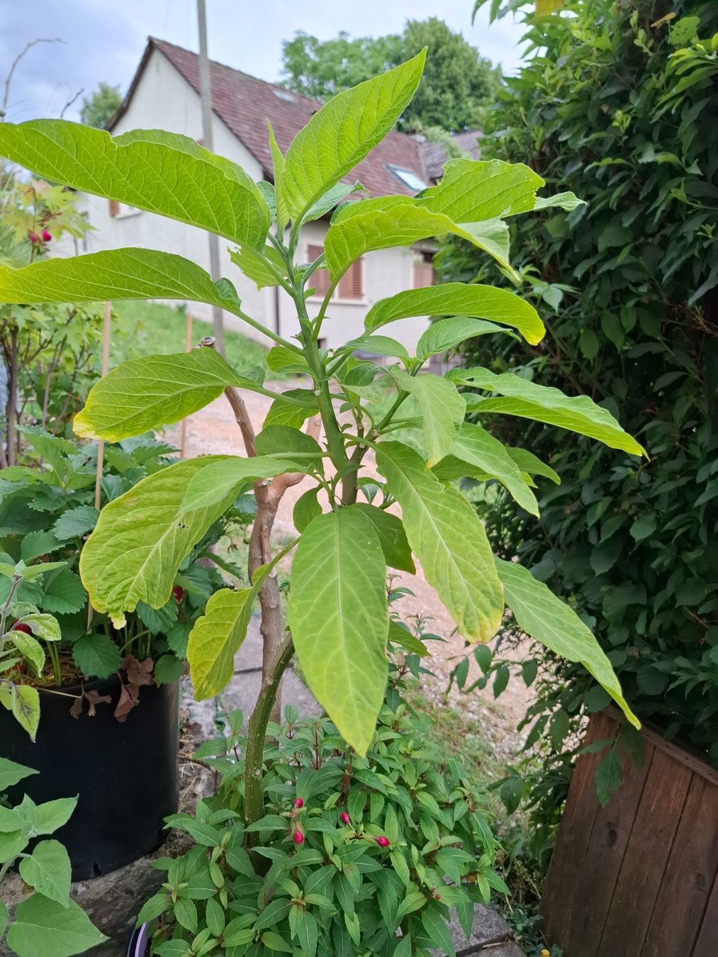 Piante & sementi: Datura mit Fuchsie – Usato da Zeihen venduto da P_B4