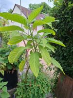 Datura mit Fuchsie
