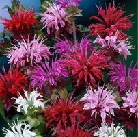 GOLDMELISSE (Monarda didyma): «Indianernessel» /10 Samen