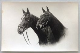 Chevaux